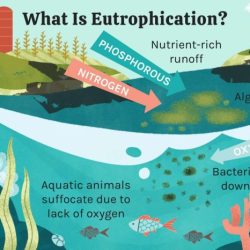 Eutrophication is the result of apex