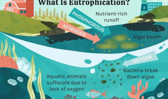 Eutrophication is the result of apex