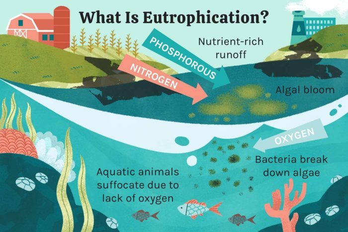 Eutrophication is the result of apex