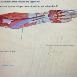 Lab muscles exam quiz proprofs questions dashboard