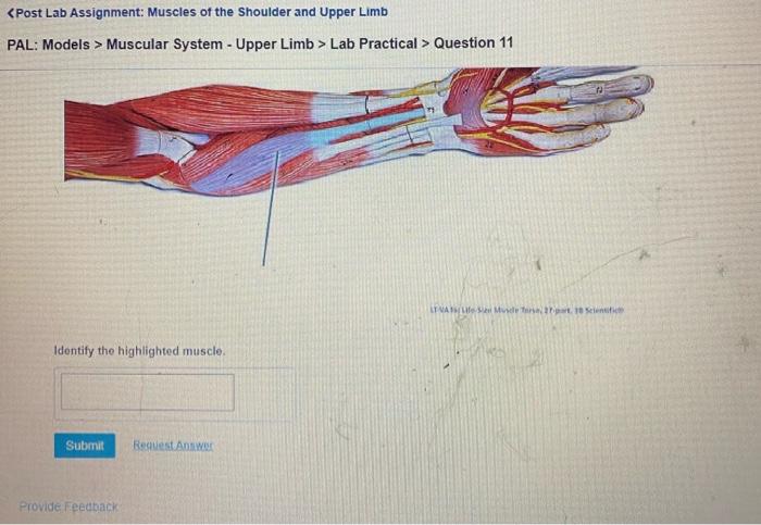 Lab muscles exam quiz proprofs questions dashboard