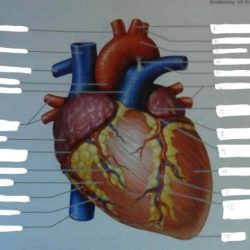 Anatomi physiology artery coding jantung cardiac diagrams subclavian cardiothoracic surgery