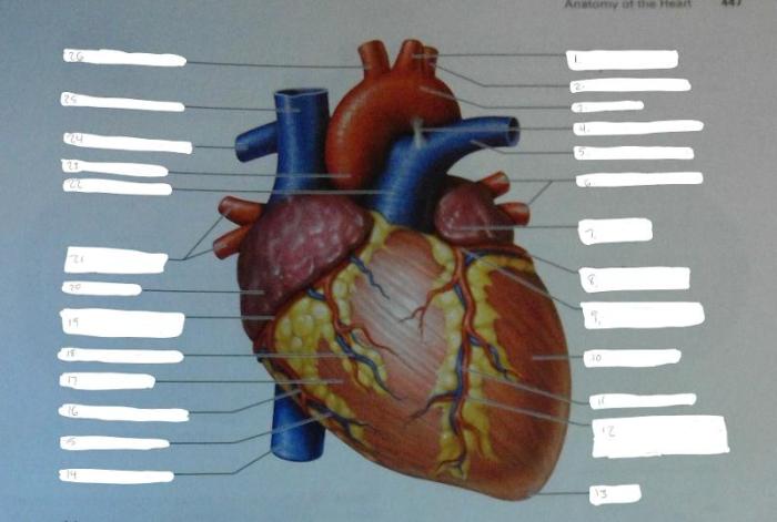 Anatomi physiology artery coding jantung cardiac diagrams subclavian cardiothoracic surgery