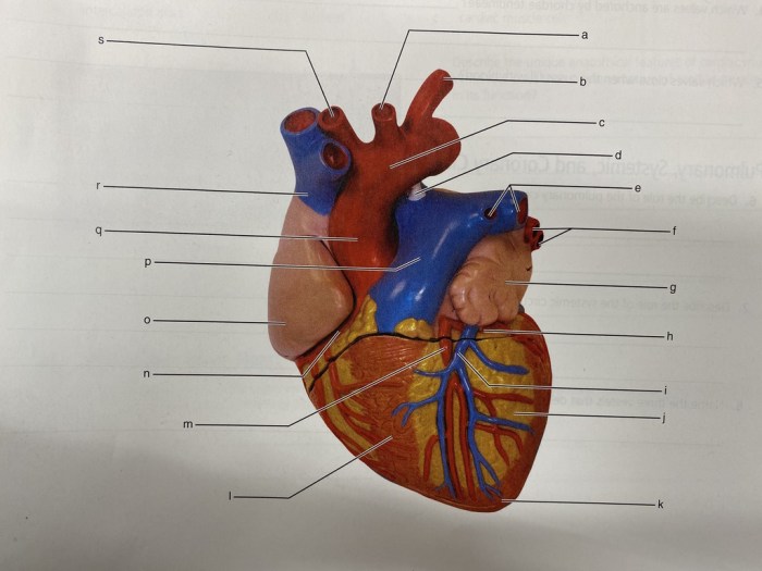 Review sheet 30 anatomy of the heart