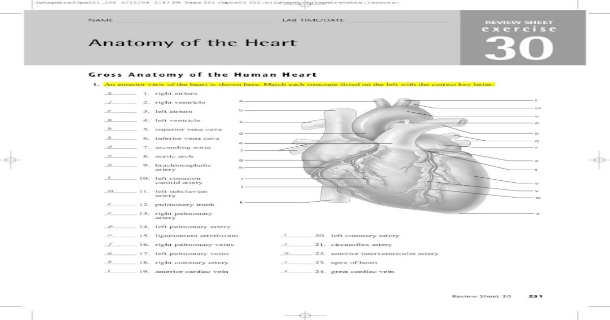 Heart anatomy review sheet each