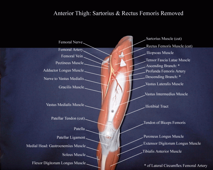 Identify the highlighted muscle leg