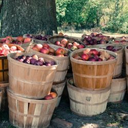 Price of a bushel of apples