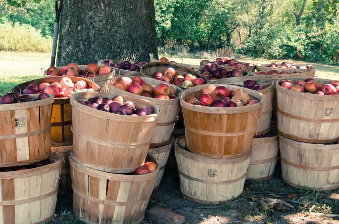 Price of a bushel of apples