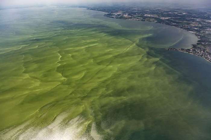 Eutrophication is the result of apex