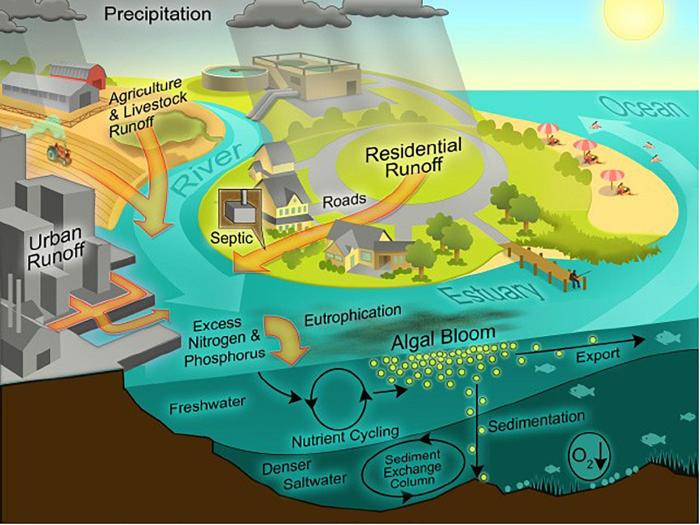 Eutrophication strategies causes impacts