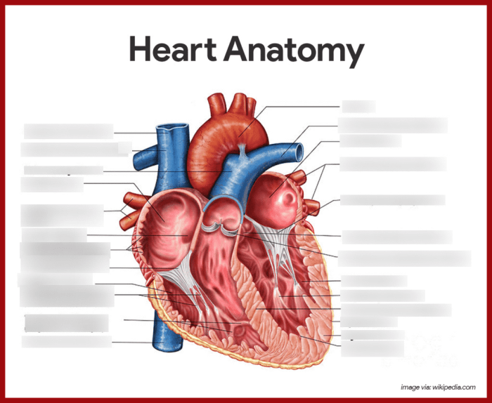 Review sheet 30 anatomy of the heart