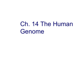 Chapter 11 section 3 chromosomes and human heredity