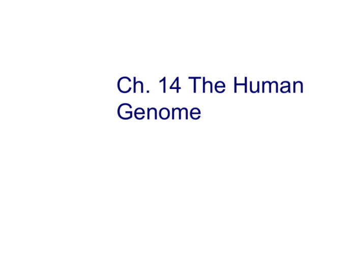 Chapter 11 section 3 chromosomes and human heredity