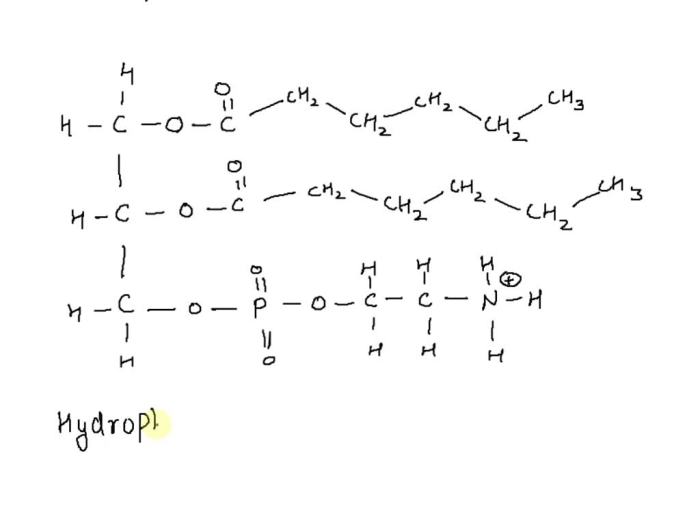 Atoms appropriate group atom identify solved selecting map individually assigning canvas number glycerophospholipid hydrophobic shown transcribed select problem text been