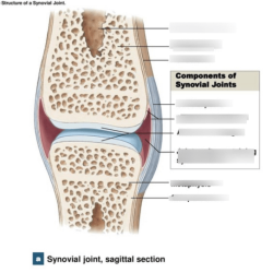 Joints cartilaginous body rib synchondrosis joint cartilage symphysis types sternum synovial costal vertebrae join other pubic represented joining note