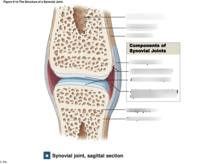 Joints cartilaginous body rib synchondrosis joint cartilage symphysis types sternum synovial costal vertebrae join other pubic represented joining note