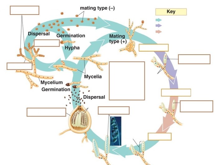 Fungi groups phylogeny major relationships among hillis2e ch22 life microsporidia