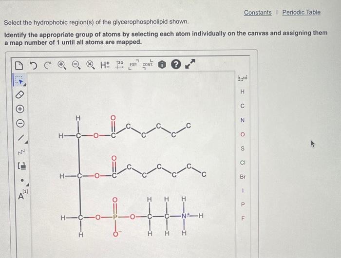 Select the hydrophobic region s of the glycerophospholipid shown