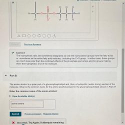 Membrane diagram cell labeled object small branched part question answer shown below bilayer phospholipid