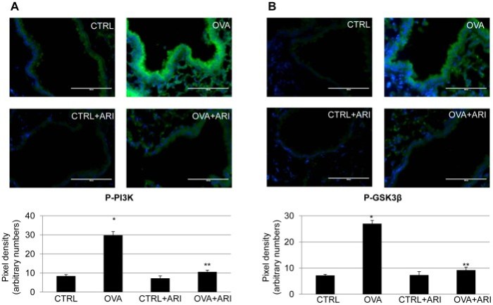 The microscope images indicate that ovalbumin