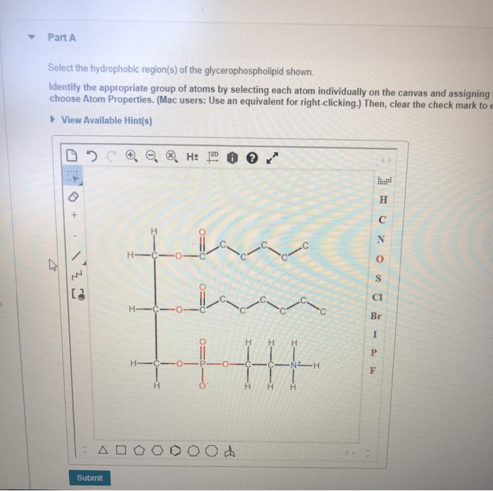 Select the hydrophobic region s of the glycerophospholipid shown