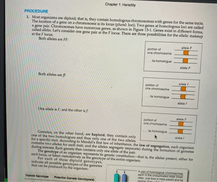 Chapter 11 section 3 chromosomes and human heredity