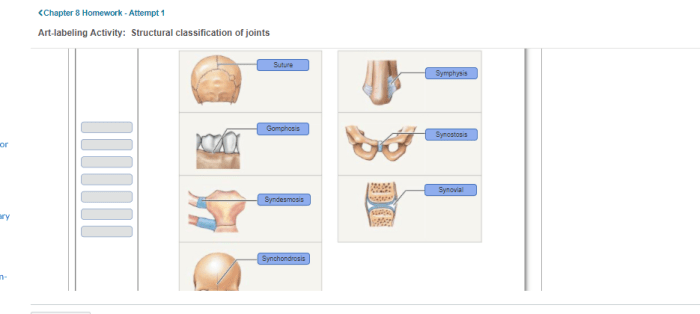 Art-labeling activity types of synovial joints