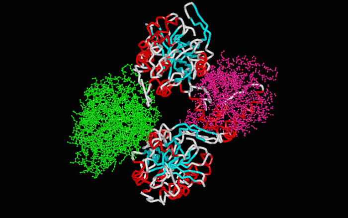 The microscope images indicate that ovalbumin