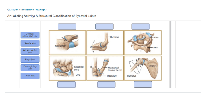 Art-labeling activity types of synovial joints