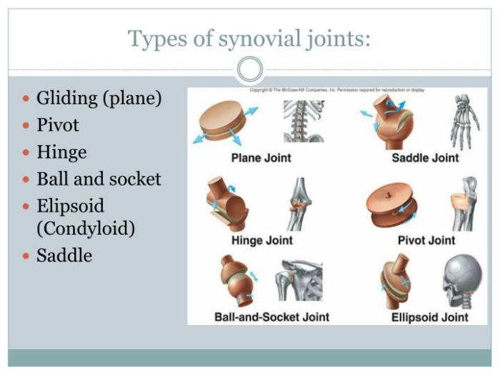 Synovial joint anatomy skeletal system physiology human joints body nurseslabs medical bones nurses their nursing study gross school visit read